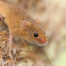 Harvest mouse. Credit: Frances Eyre.